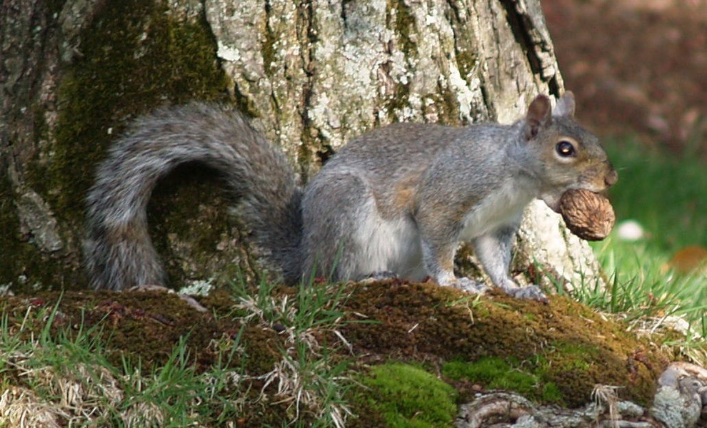 graysquirrelnut
