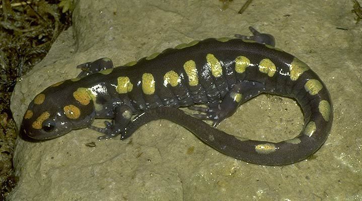 Ambystomatidae