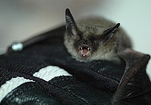 northern_long-eared_bat