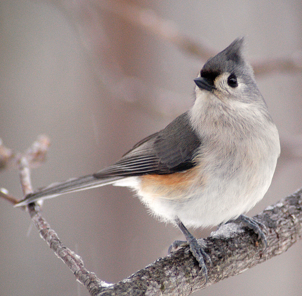 2003-0216_Tufted_Titmouse
