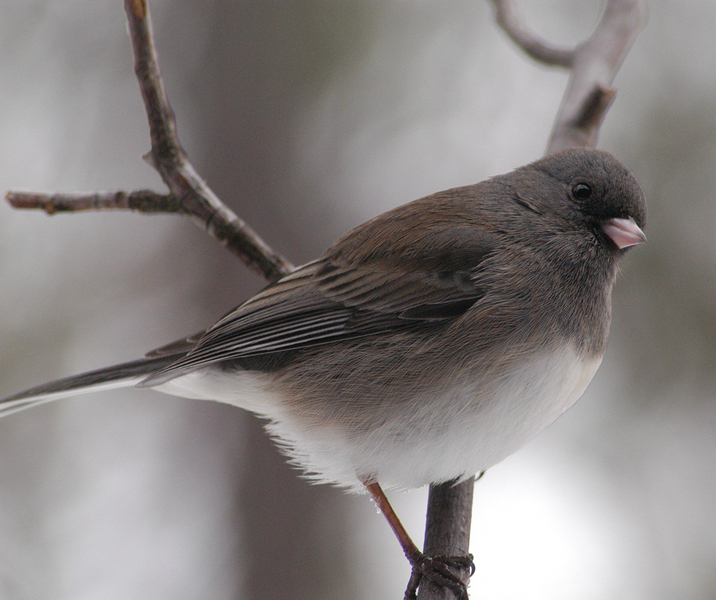 2003-0217_young_junco_11
