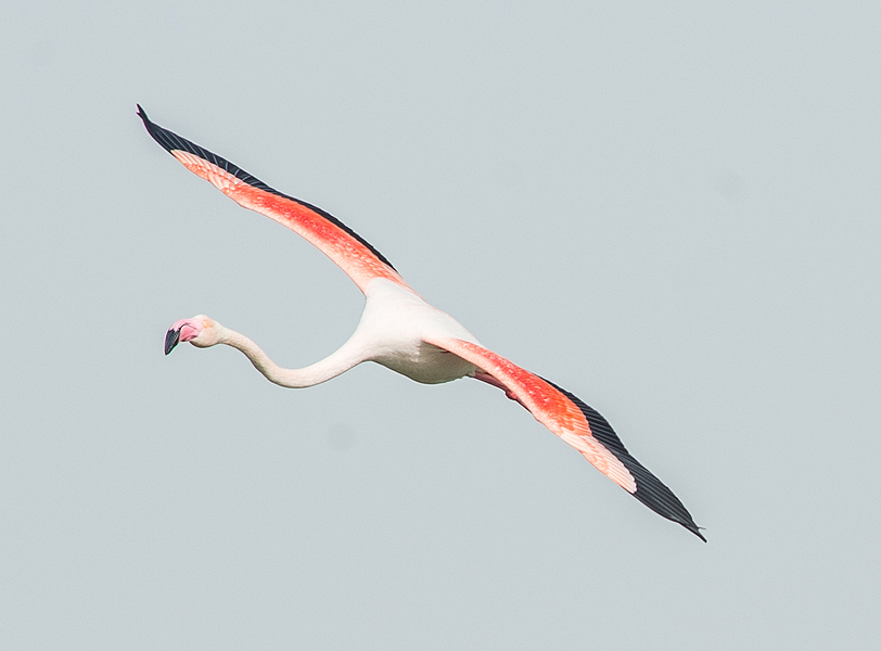 2014-0218_Flamingo