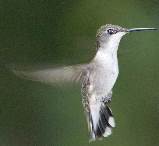 hummingbird_female_2