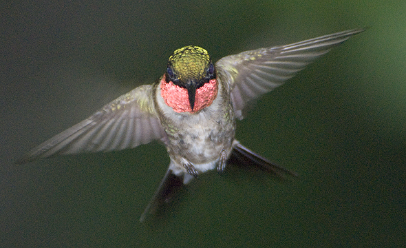 hummingbird_male_10