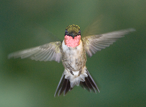 hummingbird_male_8