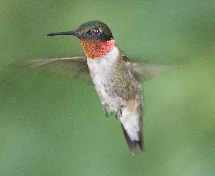 hummingbird_male_9