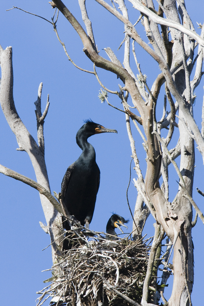 cormorants_nest