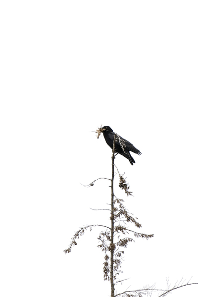 crow_nestmat