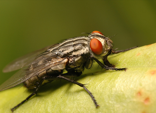 sarcophagidfly