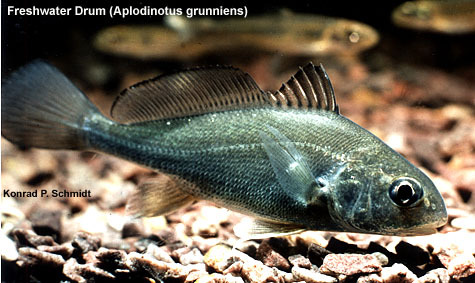 Aplodinotus-grunniens-2