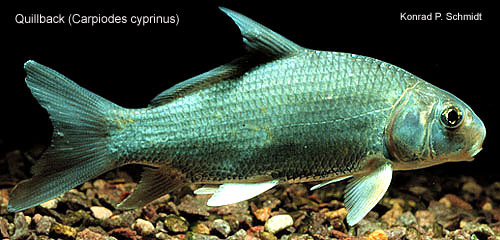 Carpiodes-cyprinus-1