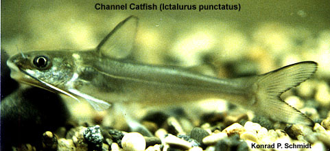 Ictaluridae