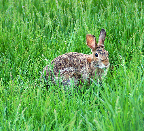 easterncottontail