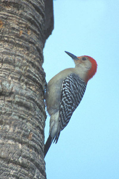 redbelliedwoodpecker