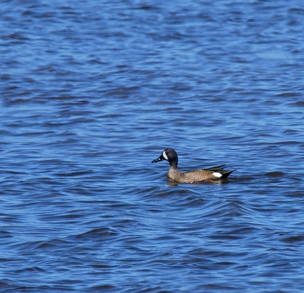 bluewinged_teal7483