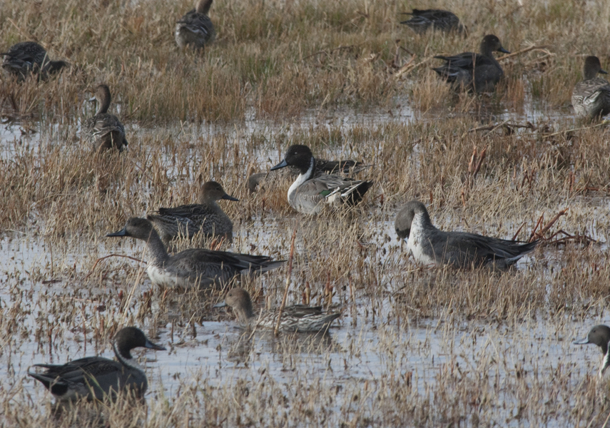 pintails4848