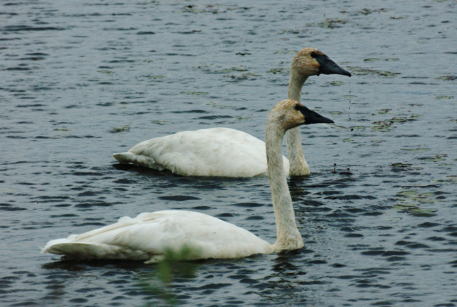 swans9205