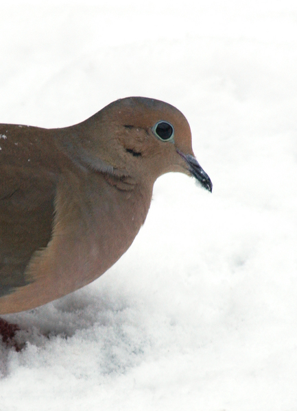 mourning_dove3547
