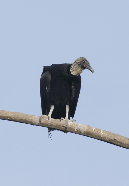 vulture0100