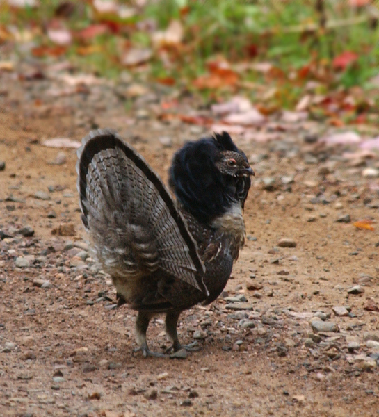 male_grouse3091