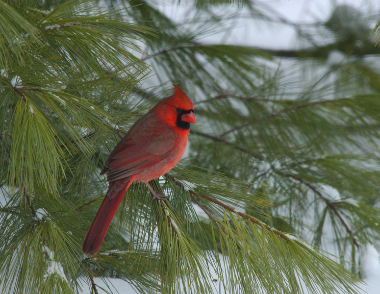 Cardinalis cardinalis