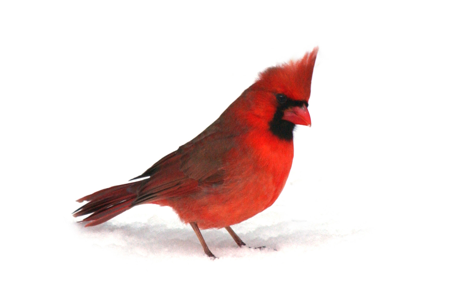 cardinal3357