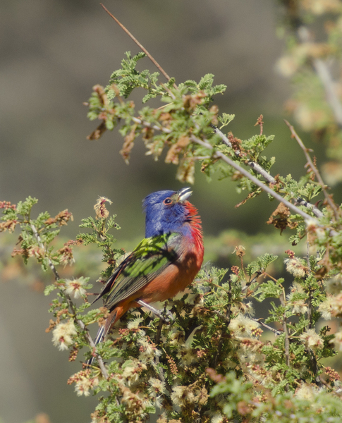 painted_bunting7195