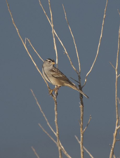sparrow4789