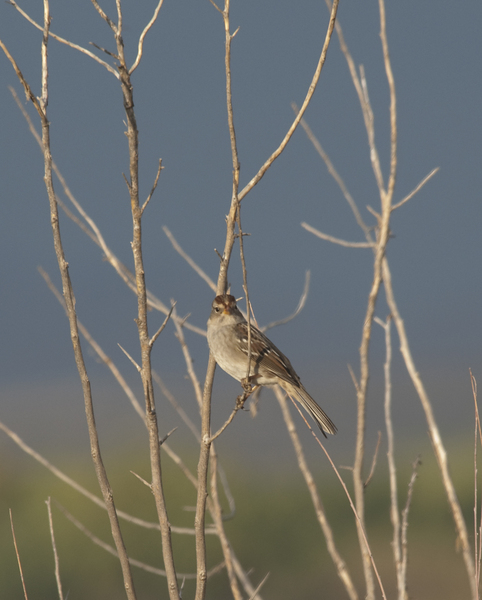sparrow4802