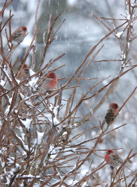 house_finches3567