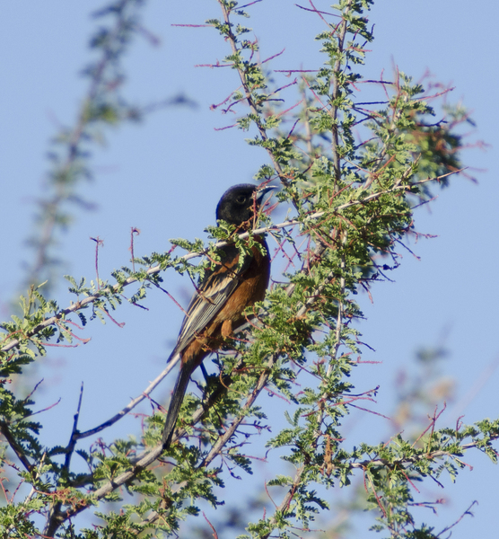 orchard_oriole7369