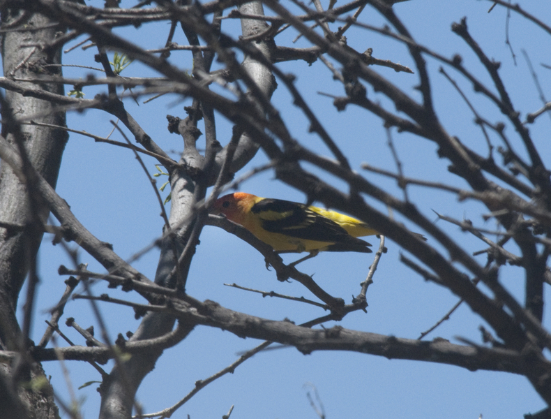 western_tanager0964