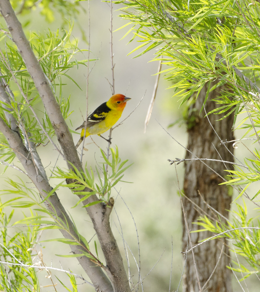 western_tanager7068