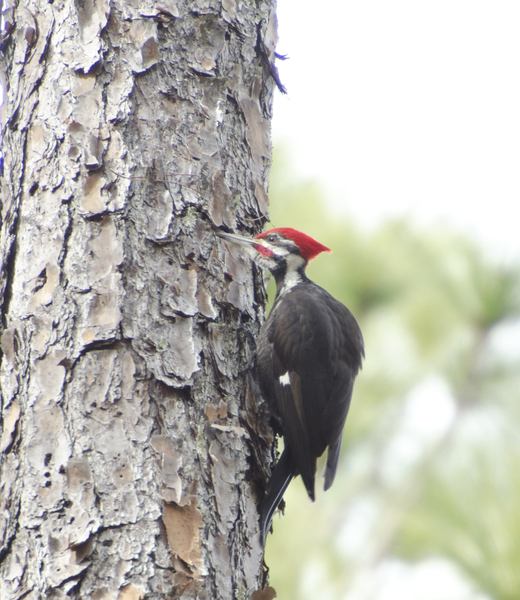 pileated8646