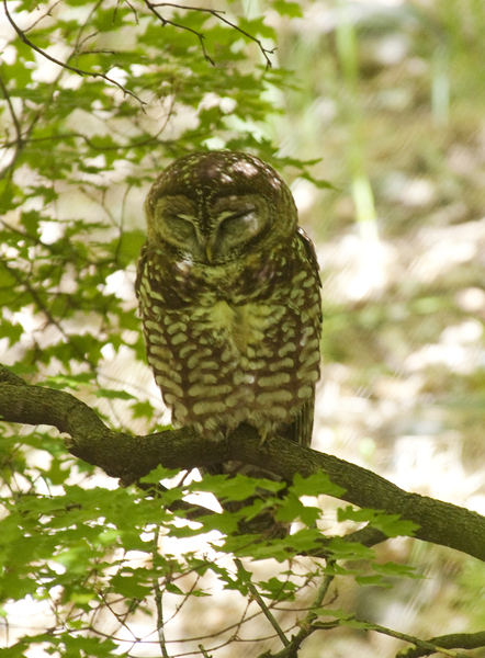 spotted_owl0774