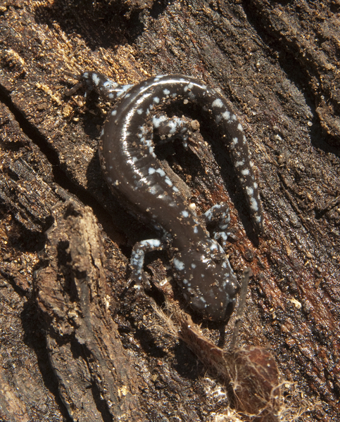 Ambystomatidae