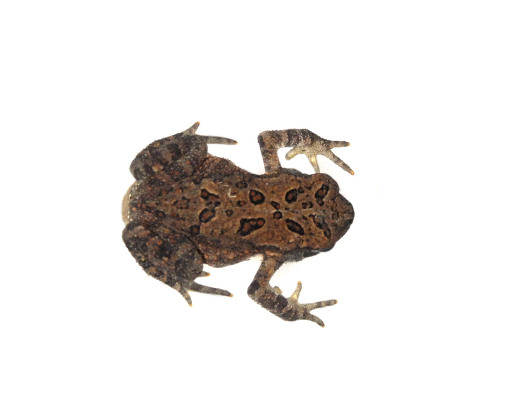 toad0966