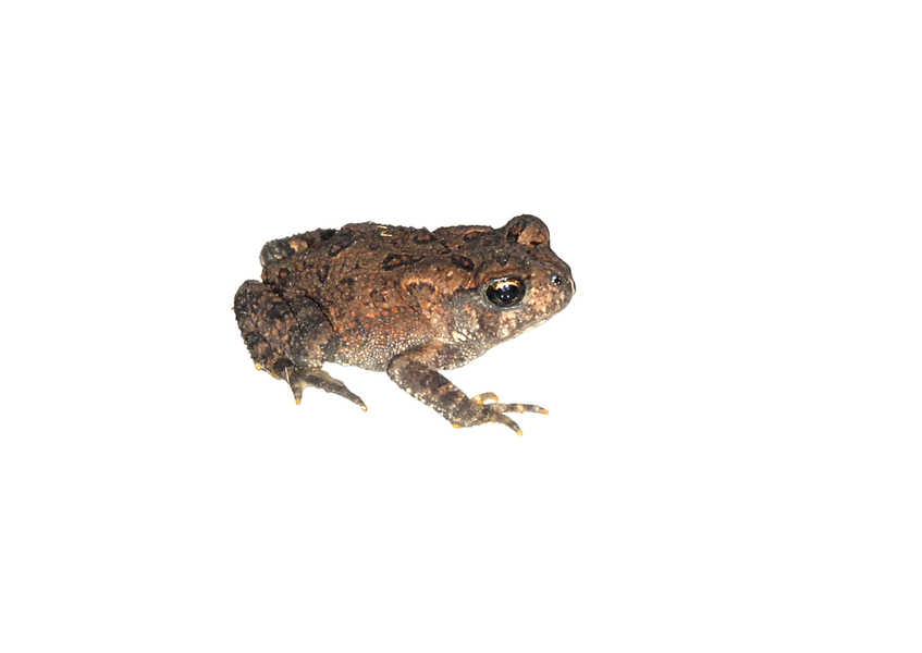 toad0969