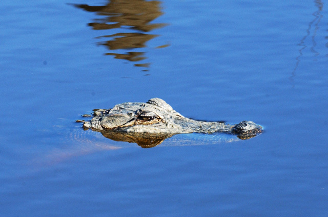 alligator_mississippiensis1