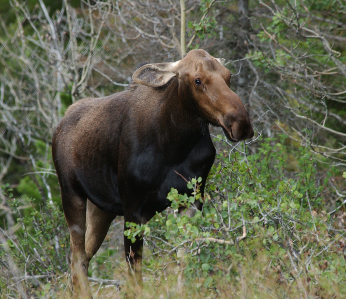 moose2561