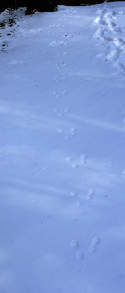 fox_squirrel_tracks2659