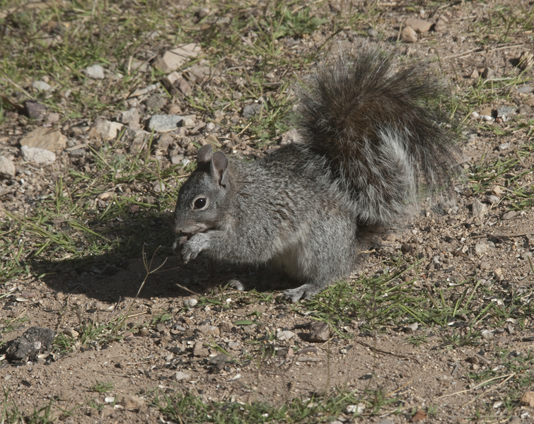 graysquirrel0424