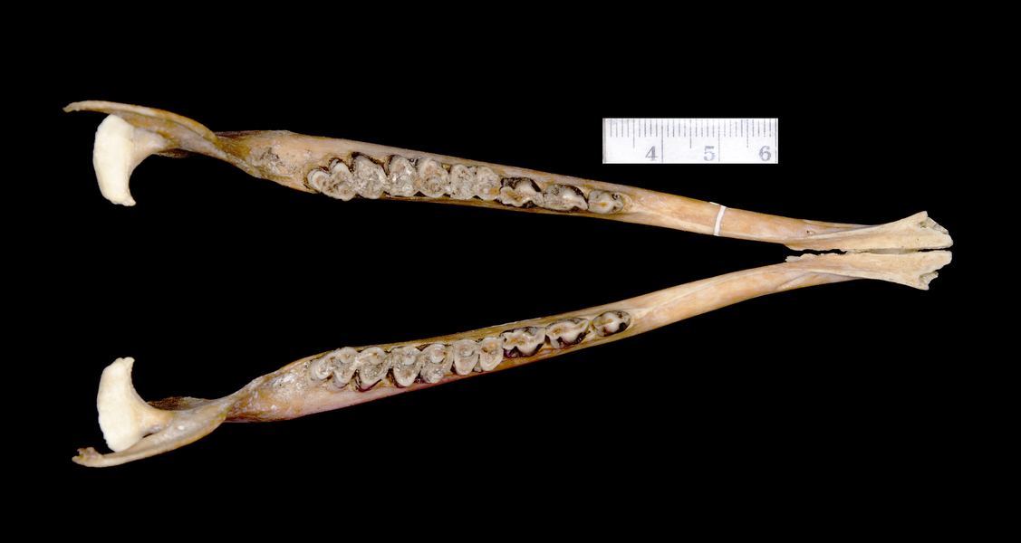 Cephalophus nigrifrons