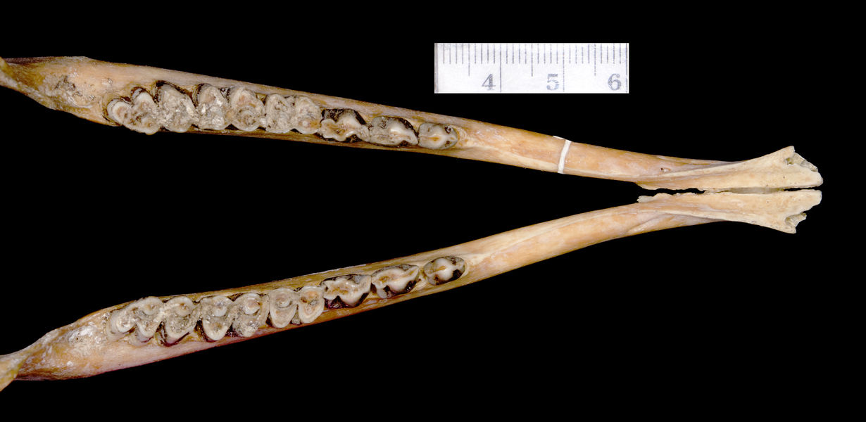Cephalophus nigrifrons