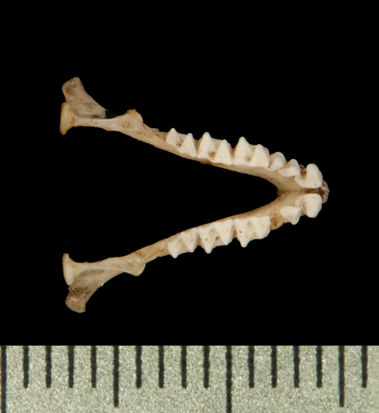 Chaerephon plicatus