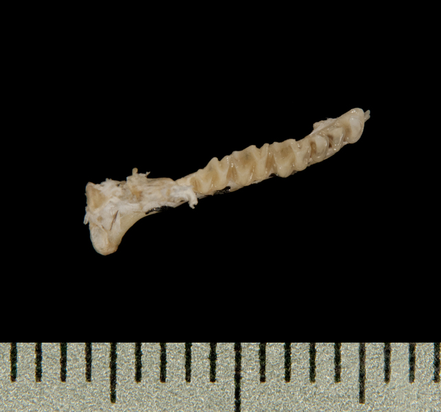 Chaerephon pumilus