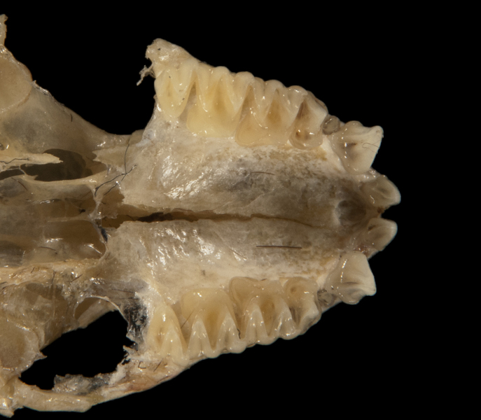Chaerephon pumilus