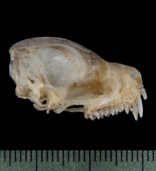 Noctilio leporinus