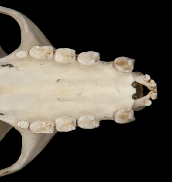 Pteropus pumilus