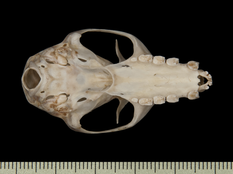 Pteropus pumilus